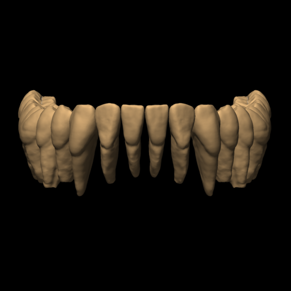 YANN - Image 5
